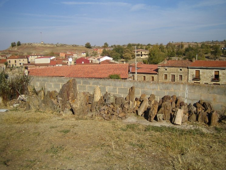 Muestrario de restos de árboles fósiles recogidos en Castrillo de la Reina.