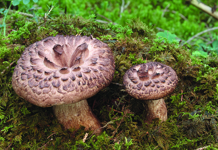 La seta de piel de corzo o 'Sarcodon imbricatus' es una de las que pasan desapercibidas