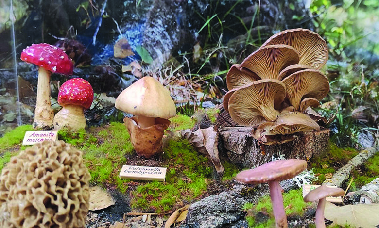 Nueva exposición 'MICOhábitats'de Montes de Soria pasará por Espejón